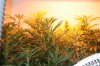 new plants 007.JPG