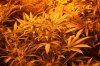 new plants 008.JPG