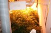 new plants 011.JPG