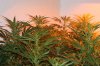 new plants 012.JPG
