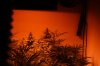 new plants 015.JPG