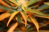new plants 016.JPG