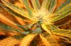 new plants 018.JPG