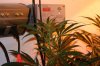 new plants 019.JPG