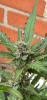 IMG_0215.PNG IMG_0215.PNG