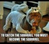 FunnyDogMemes-8-squirrel-costume-dog.jpg