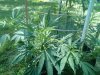 Outdoor_Crop_July_22_2020_(42).jpg