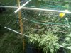 Outdoor_Crop_July_22_2020_(51).jpg