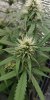 Bubba Kush 2.jpg Bubba Kush 2.jpg
