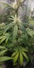 Bubba Kush 4.jpg Bubba Kush 4.jpg