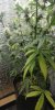 Bubba Kush 3.jpg Bubba Kush 3.jpg