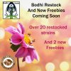 Bodhi Restock 7-20 coming soon.jpg