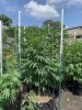 722 OG18.jpg 722 OG18.jpg