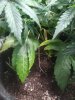 IMG_20200728_014829.jpg