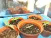grow journal 057.jpg