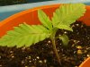grow journal 058.jpg