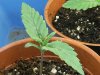 grow journal 059.jpg