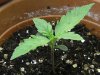 grow journal 060.jpg