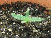 grow journal 061.jpg