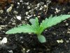 grow journal 062.jpg