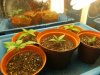 grow journal 088.jpg
