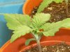grow journal 090.jpg