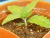 grow journal 091.jpg