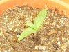 grow journal 092.jpg