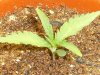 grow journal 093.jpg