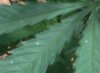 IMG00098.jpg