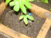 june 4th, added nutes 006.jpg