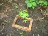 june 4th, added nutes 007.jpg