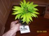 June 4 clones (8).jpg