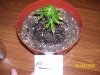 June 4 clones (10).jpg