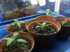 grow journal 094.jpg