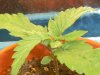 grow journal 097.jpg