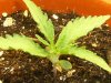 grow journal 099.jpg