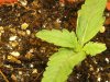 grow journal 101.jpg