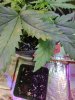IMG_20200727_210425510.jpg