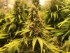 buds 2.jpg buds 2.jpg