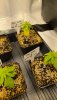 Plant 4.jpg Plant 4.jpg