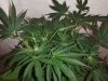 IMG_20200801_011233538.jpg