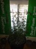 IMG_20200801_185820099.jpg