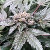 Girl Scout Cookies.jpg