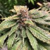 Purple Urkle.jpg