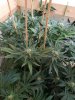 Seedsman-random-fem-week6.jpg