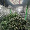 6.6-day 51 of flower-1.jpg