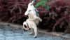 giphy - 2020-08-07T213801.814.gif