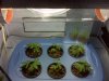 ducexxx-albums-grow-alpha-picture62082-week1-6-6.jpg
