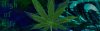 weed---.jpg